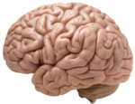 /pim/sabbatical.ipng.nl/media/commit/face6abb95497cbc5e93038dbba79f197631504e/static/img/brain.png